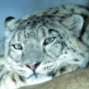 Meet your Posher, Molly